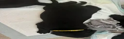 Labrador Retriever dogs for sale: Labrador puppy’s available from 24/09. - Advert 17