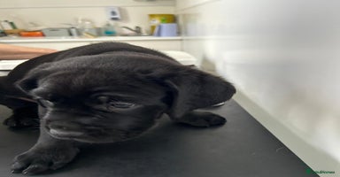 Mixed Breed dogs - Advert 15