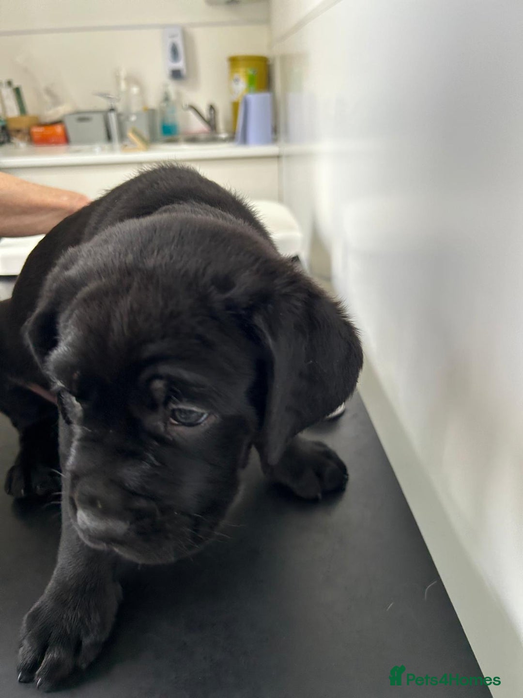 Mixed Breed dogs for sale: Adorable Rottweiler Dogue de Bordeaux x Cane Corso - Image 2