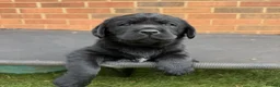 Labrador Retriever dogs for sale: Labrador puppies in Waterlooville - Advert 4