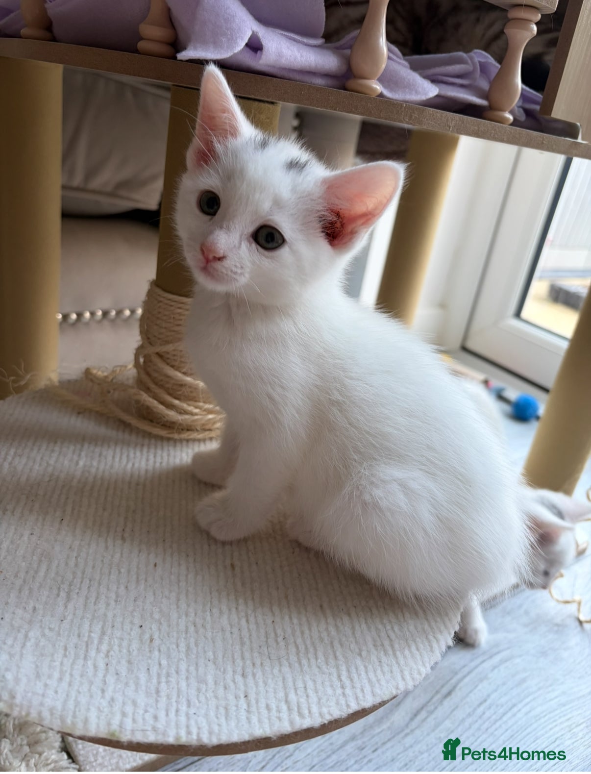 Russian Blue cats Last Girl Russian White Kitten – Ready to go now - Advert 4