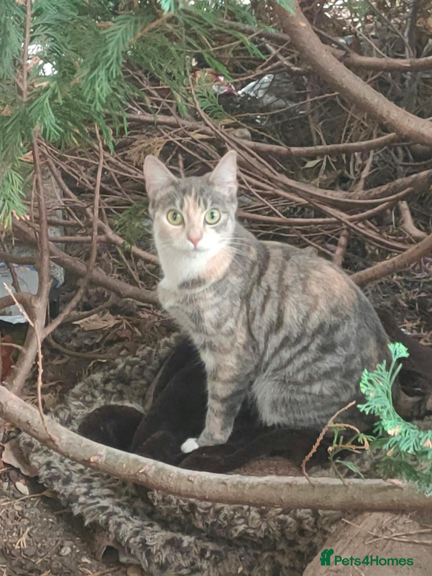 Domestic Shorthair cats Kitten for adoption - Advert 1