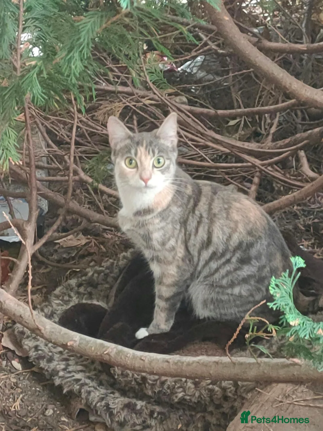 Domestic Shorthair cats for sale: Kitten for adoption in Greenford - Advert 1