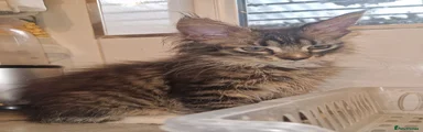 Maine Coon 1