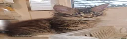 Maine Coon cats for sale: The last MaineCoon female and the last mix female. - Advert 6