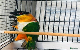 Parrots birds for sale: Male black headed caique for sale  - Image 10