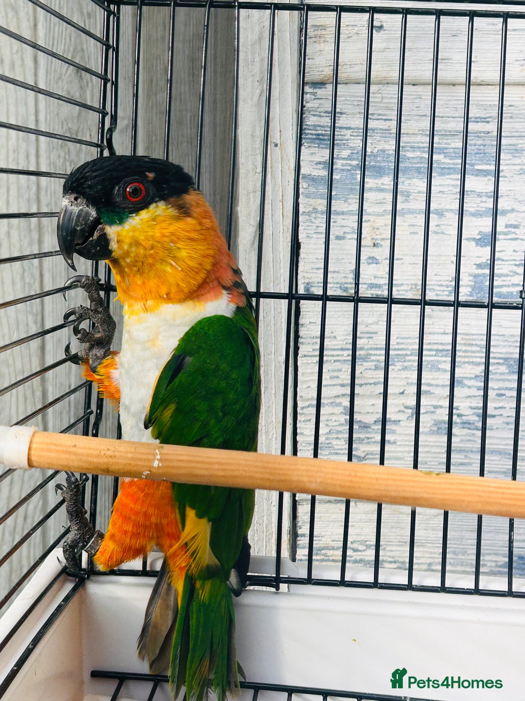 Parrots birds for sale: Male black headed caique for sale  - Image 10