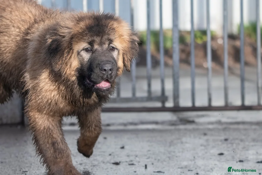 Caucasian Shepherd Dog dogs for sale: Caucasian Shepherd ( Caucasian Ovcharka ) RKC regg - Advert 12