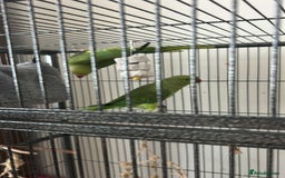 Ringnecks birds for sale: 2 indian ringneck  - Image 4