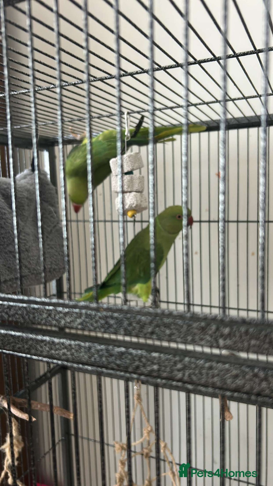 Ringnecks birds for sale: 2 indian ringneck  - Image 4