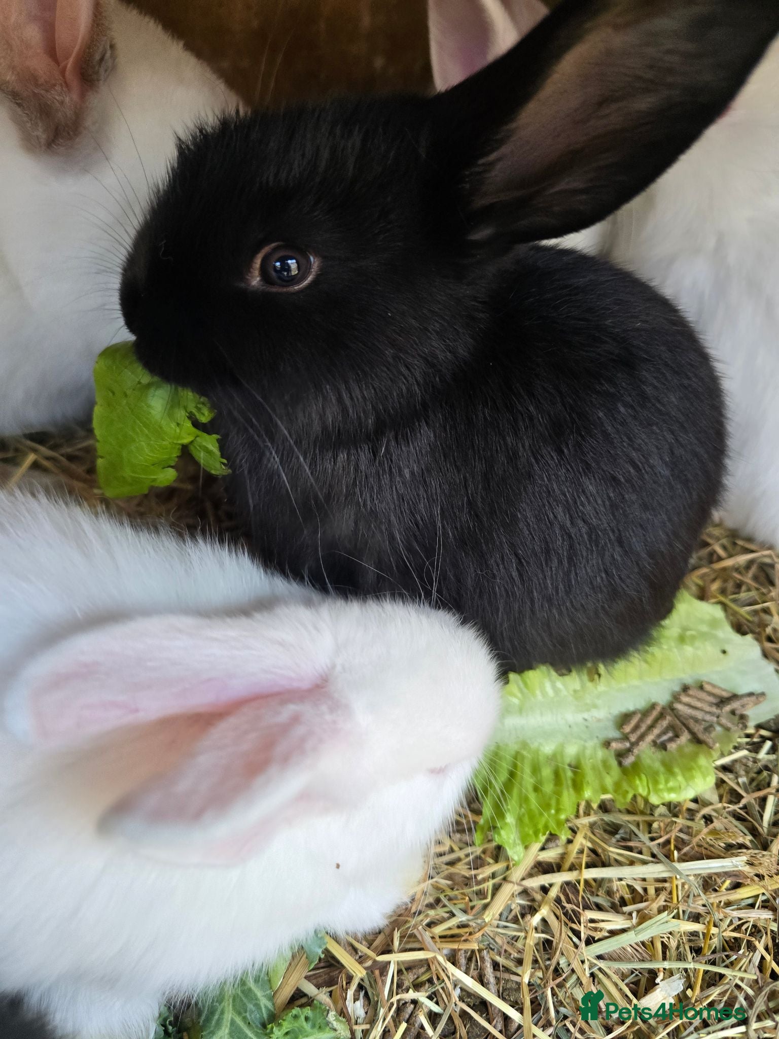 Continental Giant rabbits Continental Giant Rabbit Kits Bookings Now Open 🐰 - Advert 2