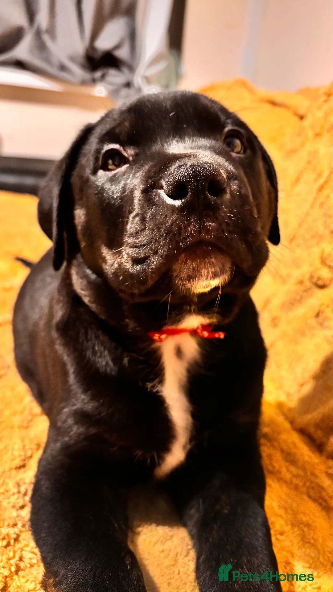 Mixed Breed dogs for sale: Rottweiler cross mixed breed - Advert 2