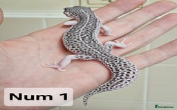 Leopard Gecko reptiles for sale: Blacknight macksnows and supersnows in tremper - Image 14