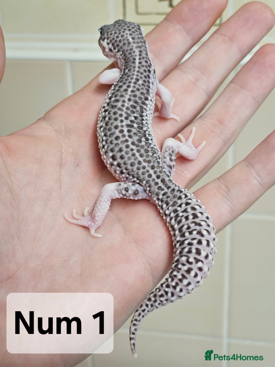 Leopard Gecko reptiles for sale: Blacknight macksnows and supersnows in tremper - Image 14