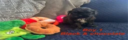 Shih Tzu dogs for sale: 6 beautiful shih tzu puppies for sale  - Advert 10