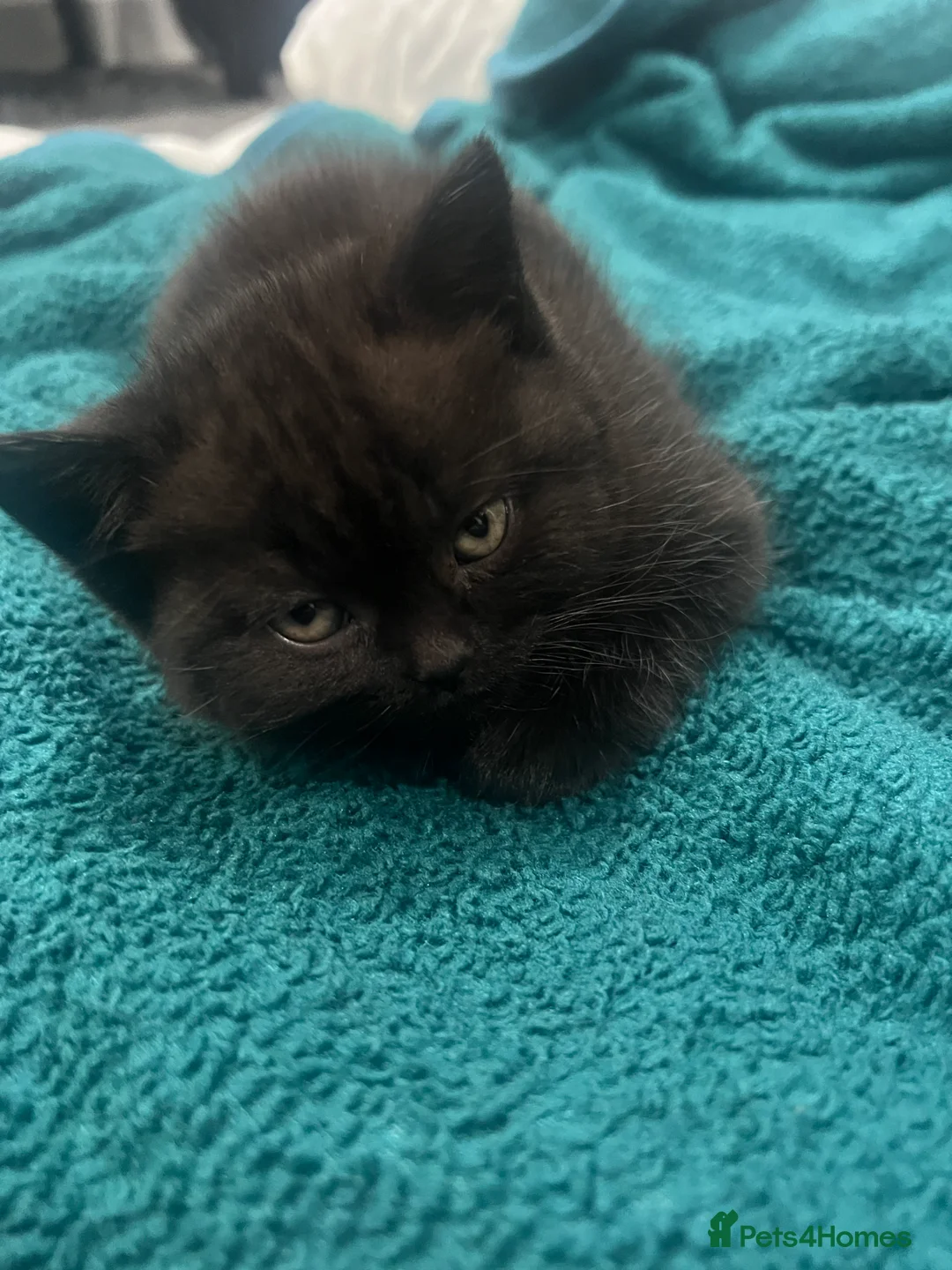 British Longhair cats for sale: BLH Cat and Her Litter of x3 BSH Kittens - Advert 2