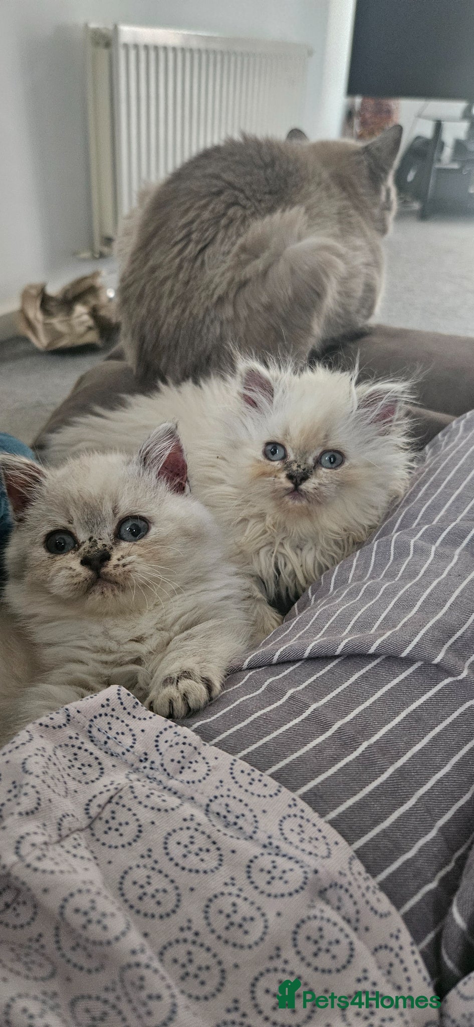 British Shorthair cats Kittens looking for their forever family. - Advert 5