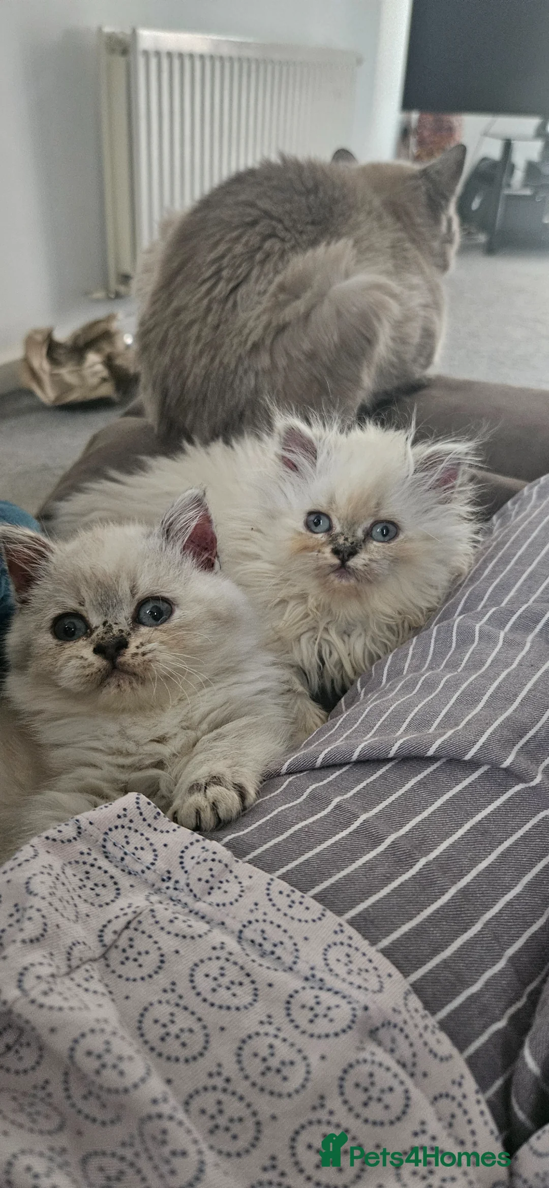 British Shorthair cats for sale: Kittens looking for their forever family. - Advert 1