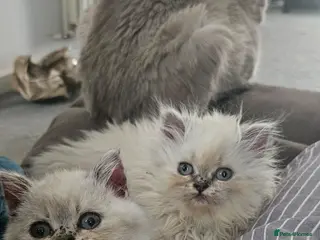 British Shorthair cats Kittens looking for their forever family. - Advert 3