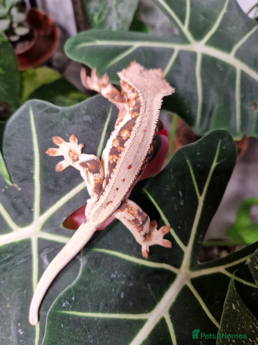 Gecko reptiles for sale: lily white crested geckos for sale - Advert 6