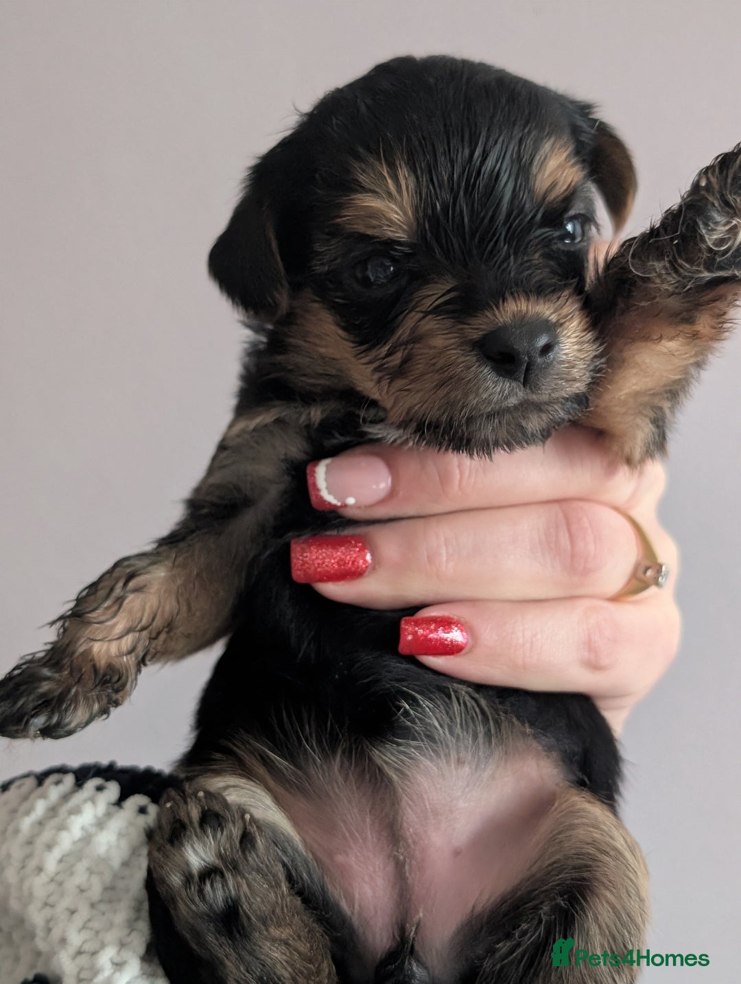 Yorkshire Terrier dogs for sale: Pedigree Yorkshire Terrier pups for sale - Advert 6