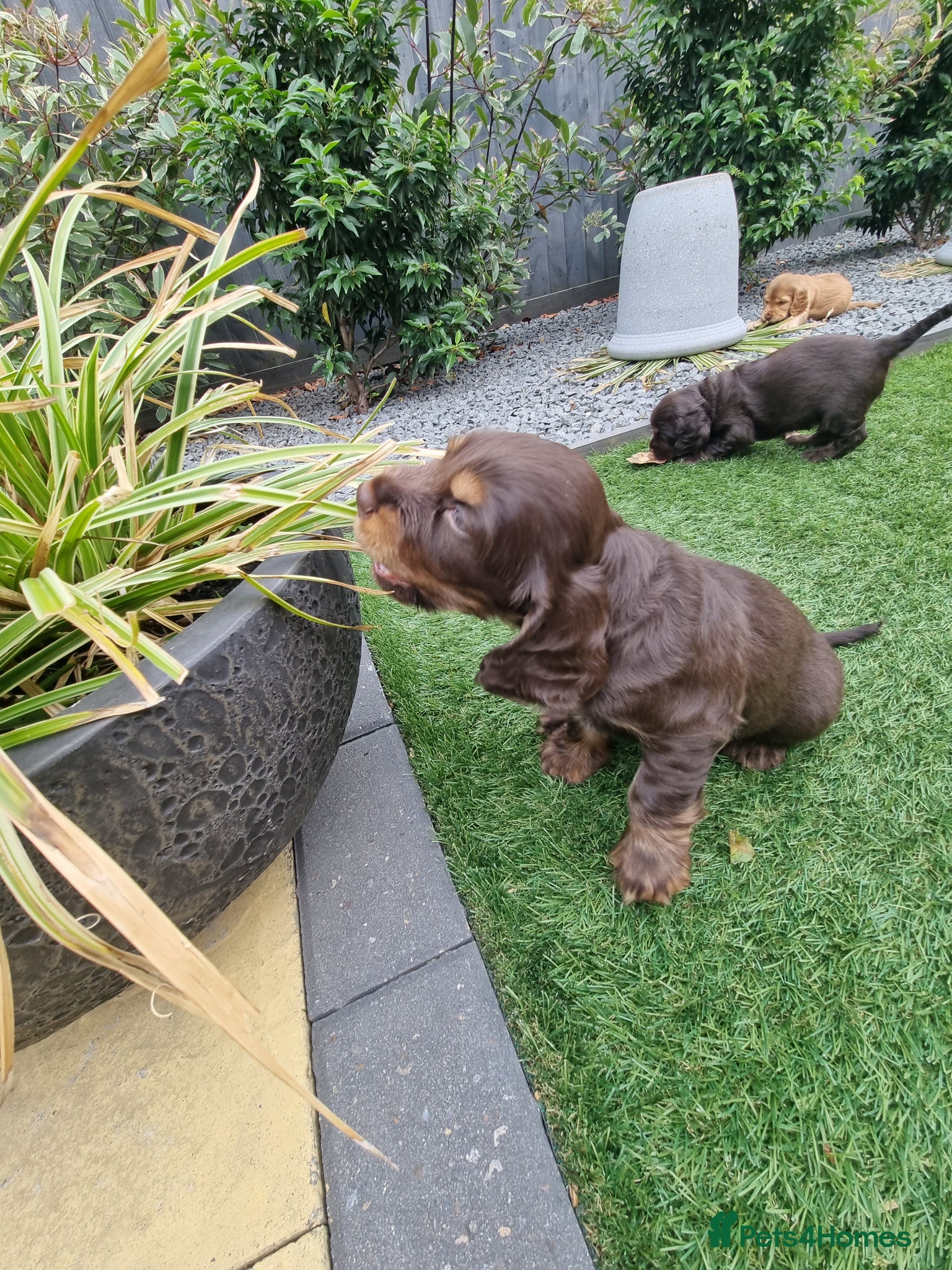 Cocker Spaniel dogs KC Registered Show cockers  - Advert 2