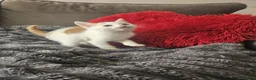 Mixed Breed cats for sale: 6 beautiful kittens  - Advert 7