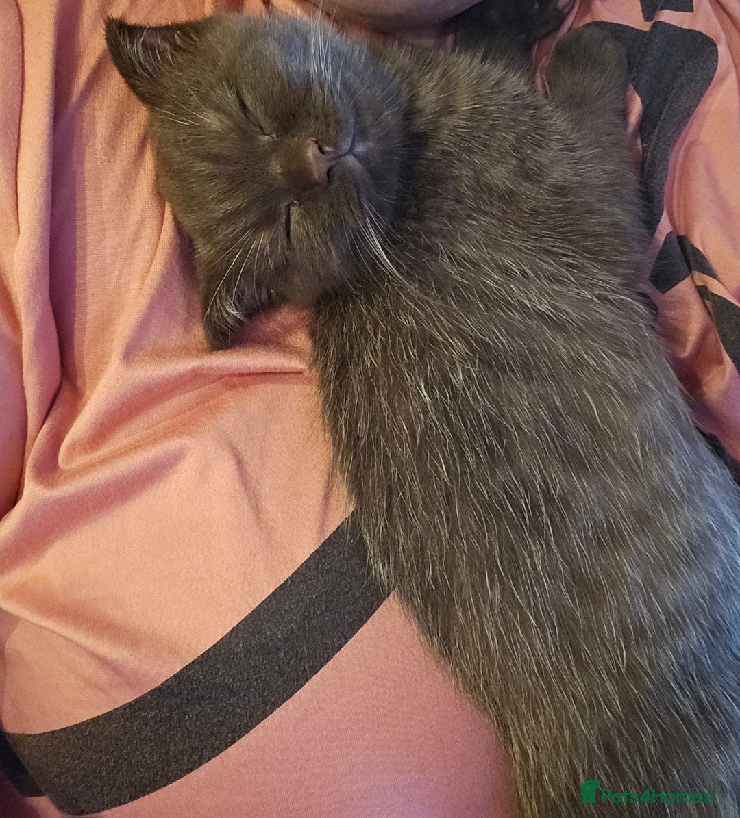 Scottish Fold cats for sale: Cappuccino Scottish fold-Reluctant sale - Advert 8