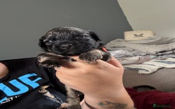 Mixed Breed dogs for sale: Mixed Breed Puppies  - Image 3