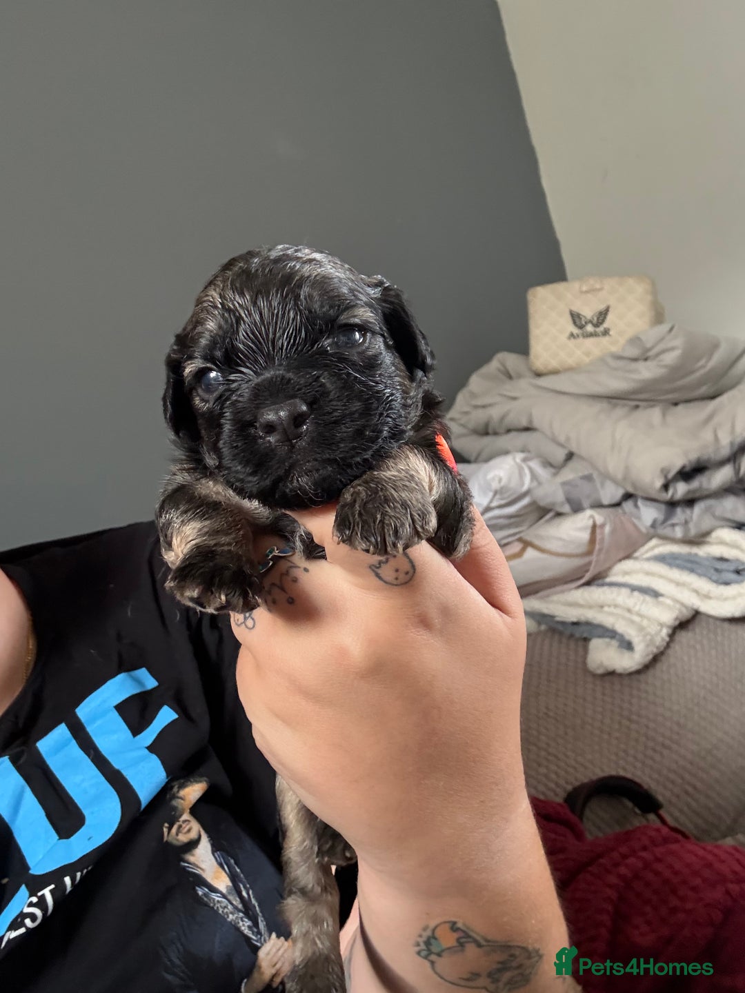 Mixed Breed dogs for sale: Mixed Breed Puppies  - Image 3
