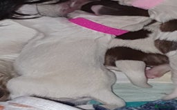 English Springer Spaniel dogs for sale: KC-ESS PUPPIES - DNA Health tested   - Image 12