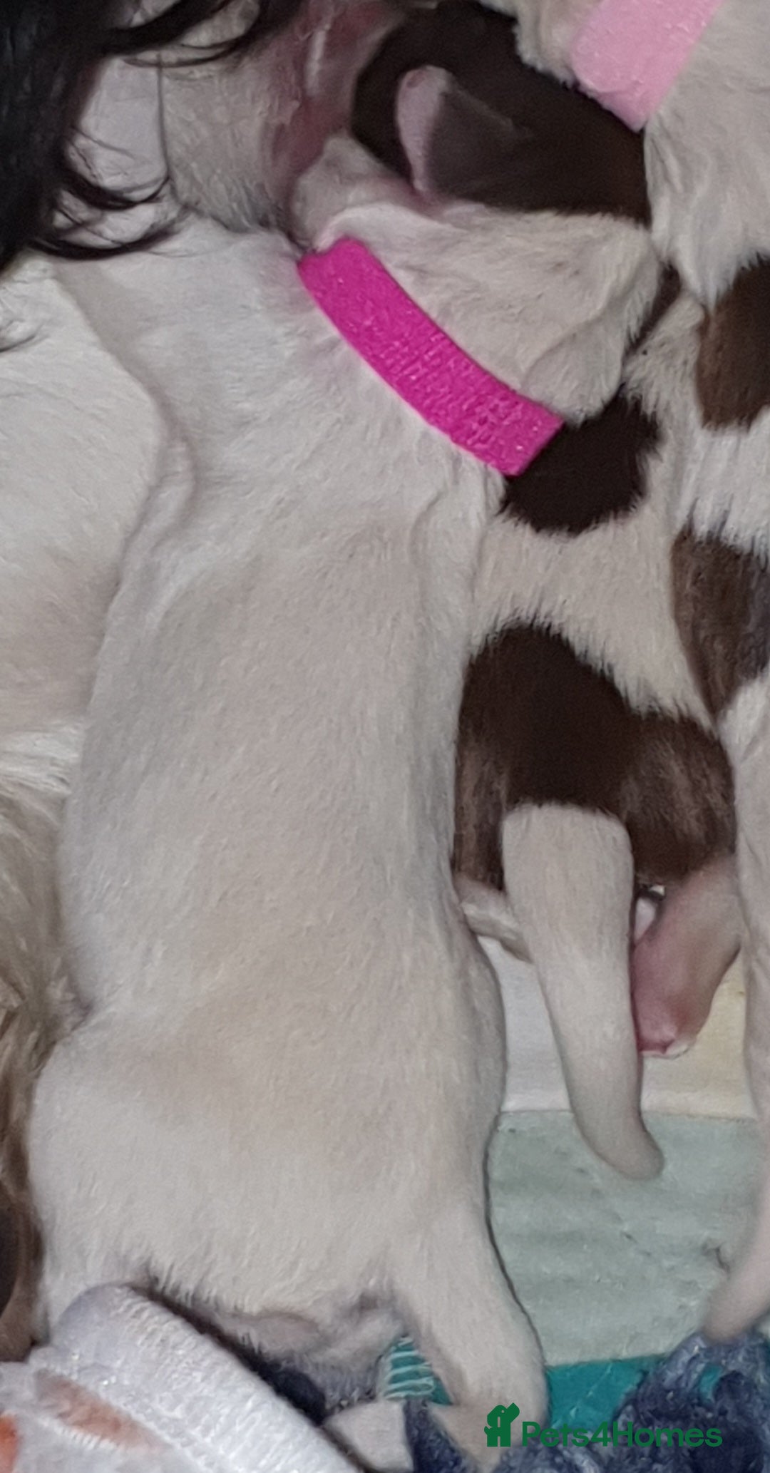 English Springer Spaniel dogs for sale: KC-ESS PUPPIES - DNA Health tested   - Image 12