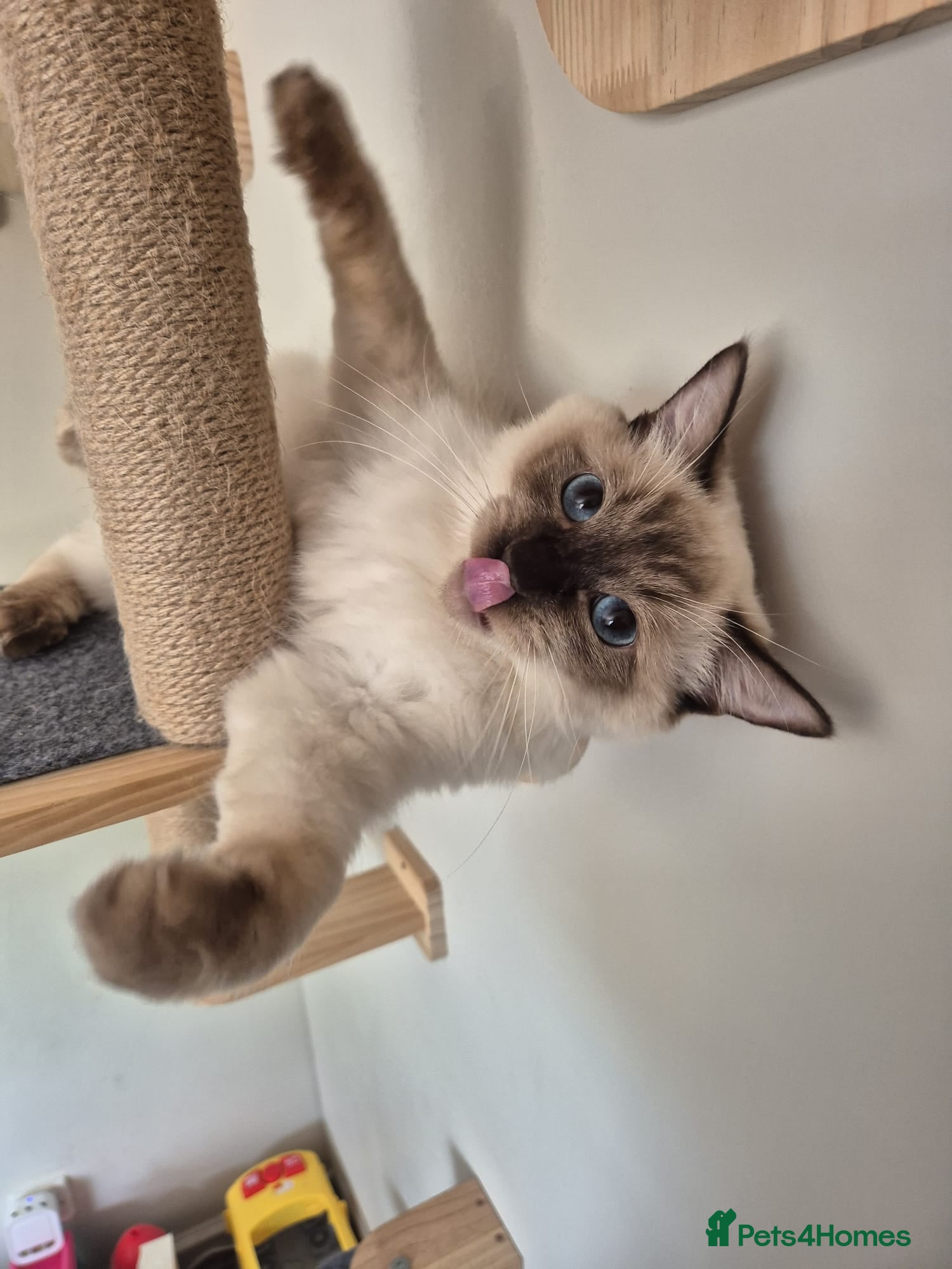 Ragdoll cats Looking for a loving home for Ragdoll - Advert 3