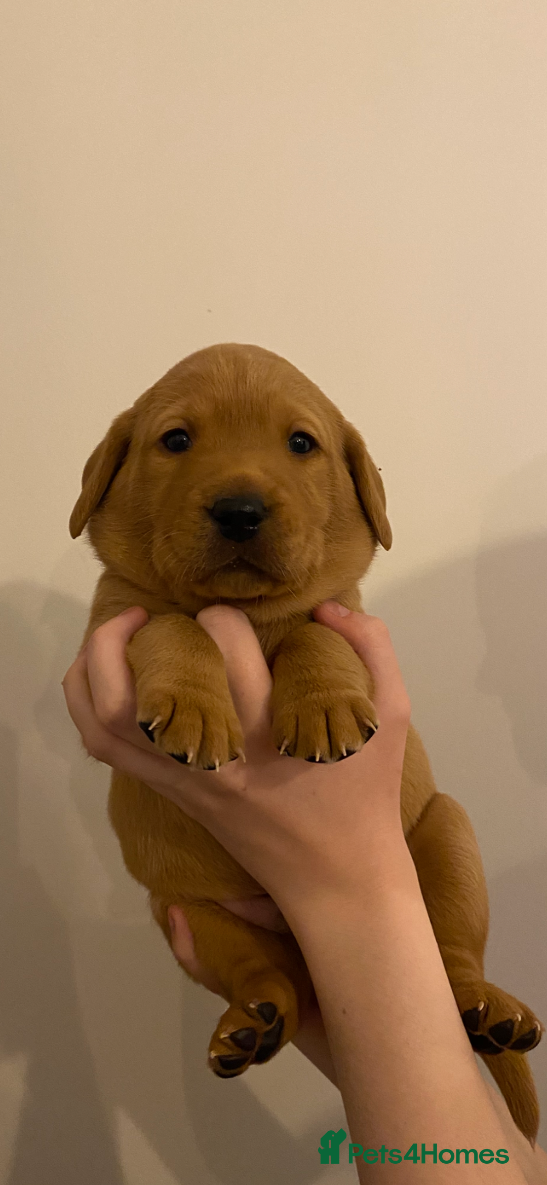 Labrador Retriever dogs for sale: Beautiful Fox Red Labrador KC Reg Puppies  - Advert 7