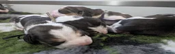 Beagle dogs for sale: Kc registered champion show line beagle puppies  - Advert 8