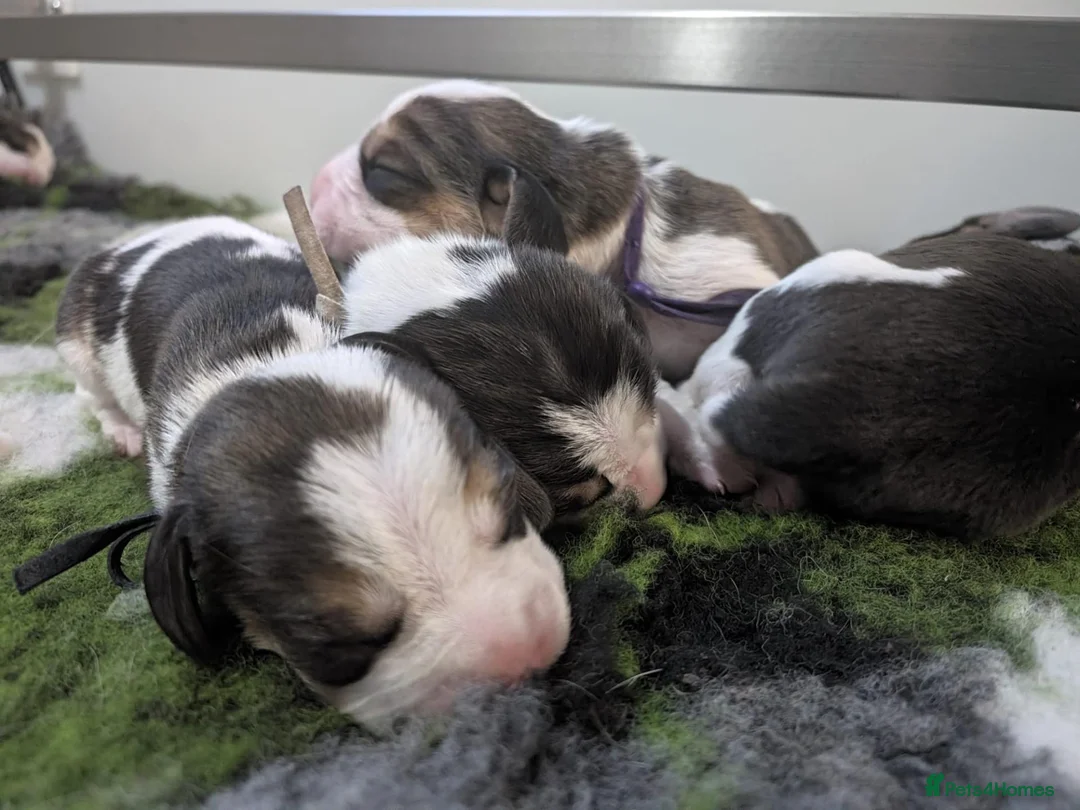 Beagle dogs for sale: Kc registered champion show line beagle puppies  - Advert 8