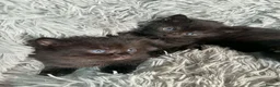 Mixed Breed cats for sale: 5 Kittens in Musselburgh - Advert 21