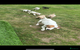 Jack Russell dogs for sale: Jack Russell puppy’s🩷💙 - Image 1