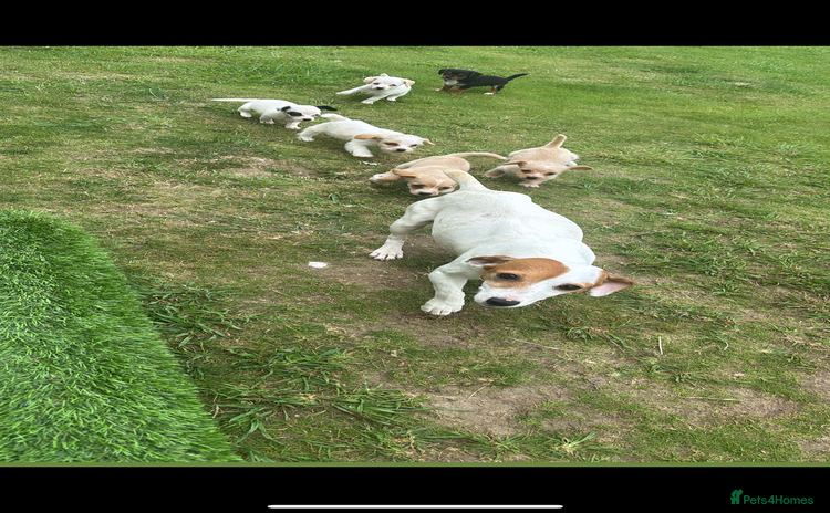 Jack Russell dogs - Advert 2