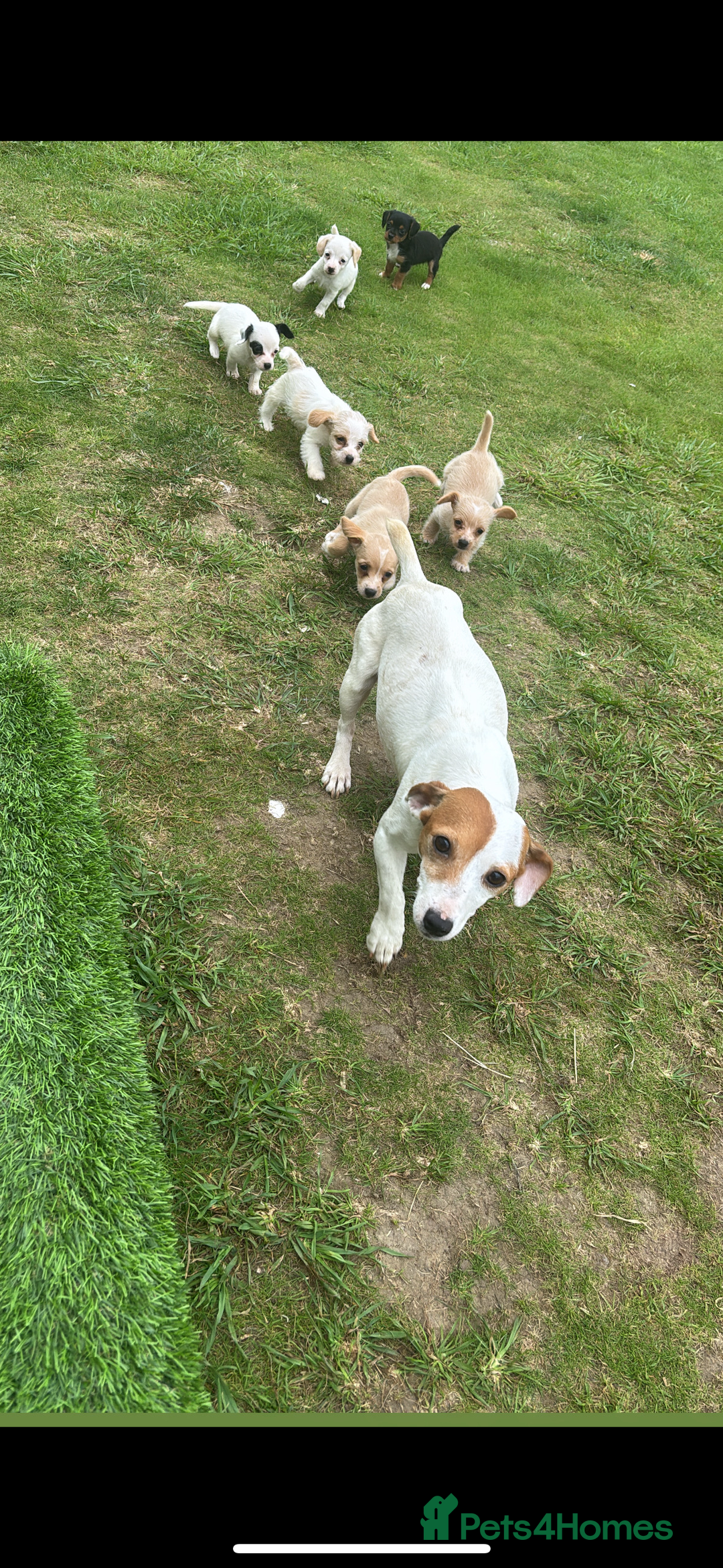Jack Russell dogs for sale: Jack Russell puppy’s🩷💙 - Image 1