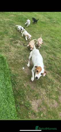 Jack Russell dogs - Advert 5