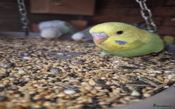 Budgerigars birds for sale:  Young Budgies  - Image 6