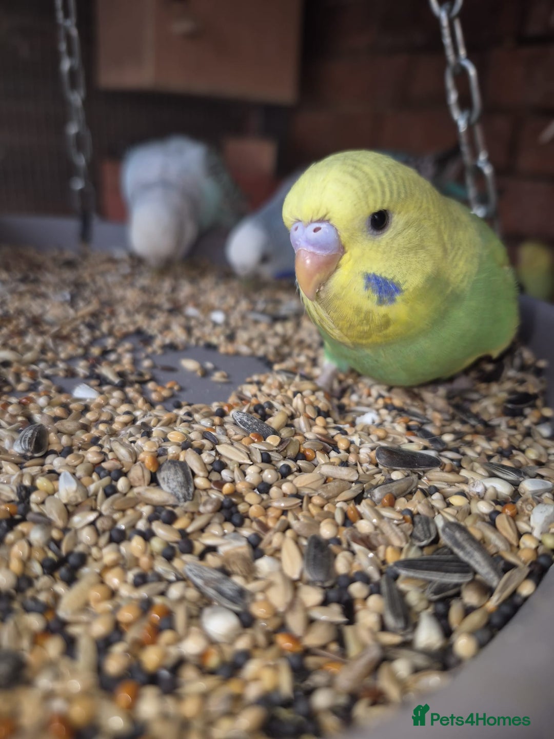 Budgerigars birds for sale:  Young Budgies  - Image 6