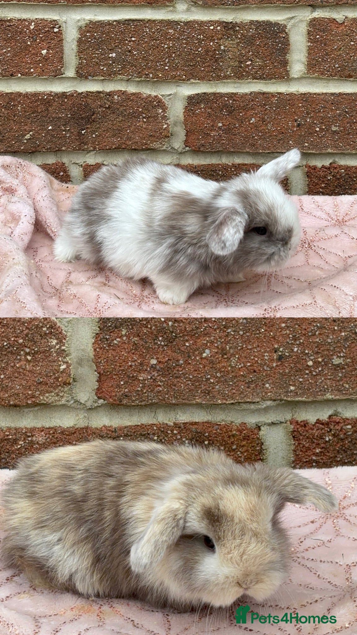 Mini Lop rabbits Two beautiful boy chocolate Harlequins mini lops - Advert 5
