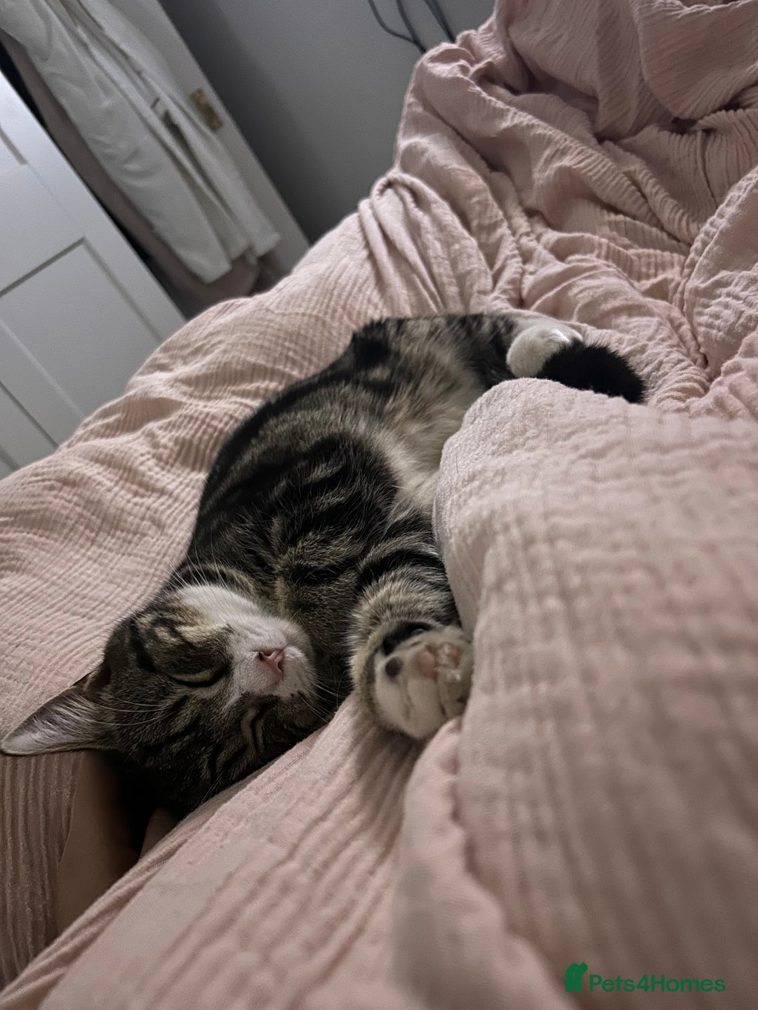 Domestic Shorthair cats for sale: Stanley  - Advert 6