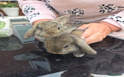 Mini Lop rabbits for sale: Mini lops - Image 3