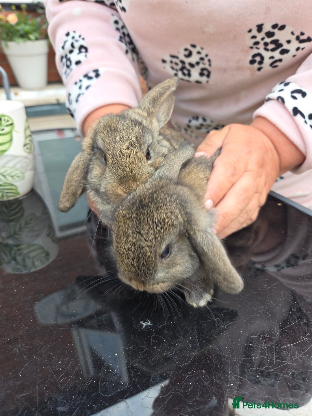 Mini Lop rabbits for sale: Mini lops - Image 3