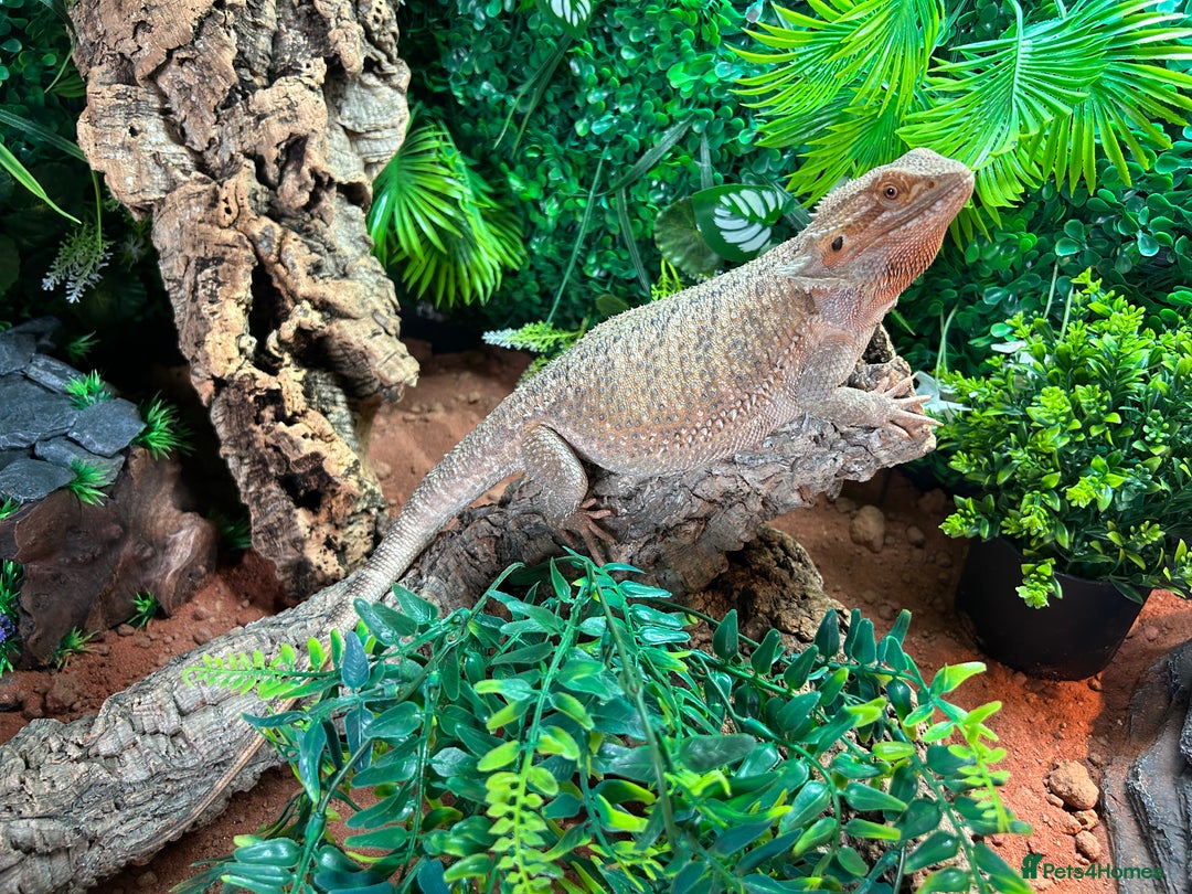 Bearded Dragon reptiles for sale: Bearded Dragon and full set up  - Image 4