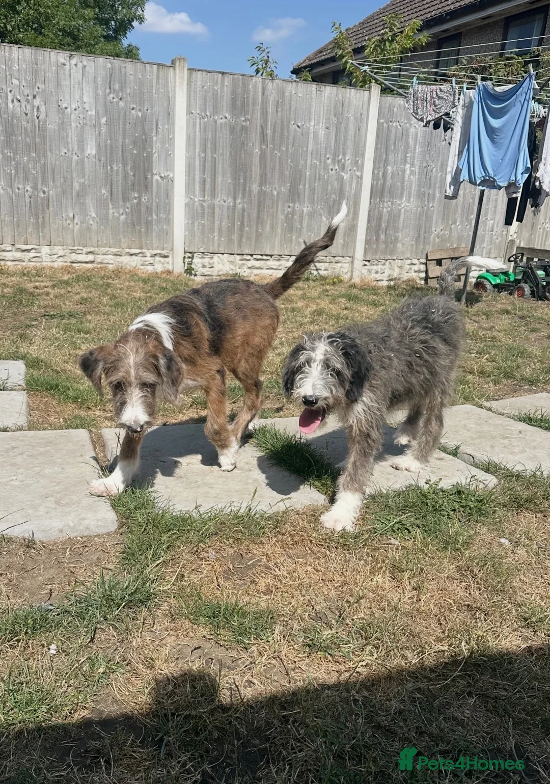 Bordoodle dogs for sale: Stunning boys looking for ever homes - Advert 2