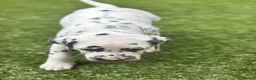 Dalmatian dogs for sale: Beautiful KC Registered Dalmatian Puppies - Advert 17